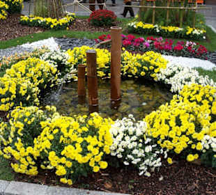 Chrysanthemen Show