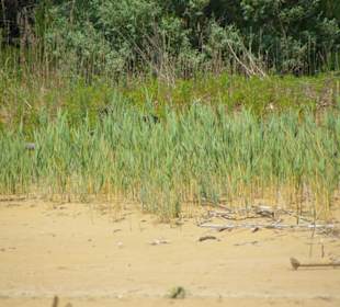 Strand von Bibione 06-2010