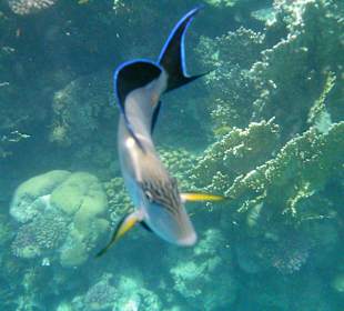 Neugierige Gefährten