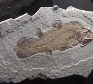 Dinosaurier Museum Altmühltal