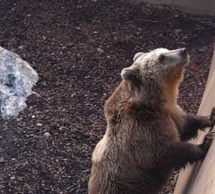 L'orso bruno cerca qualche leccornia!
