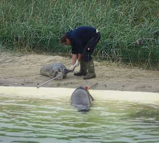Vorführung - Fütterung
