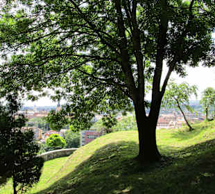 Cetatuia Park
