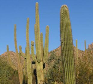 Saguaro National Park West 