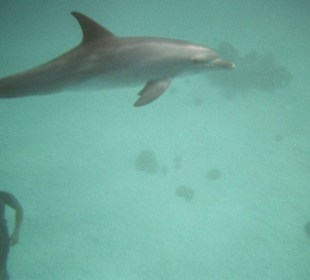 Schwimmen mit Delphinen!