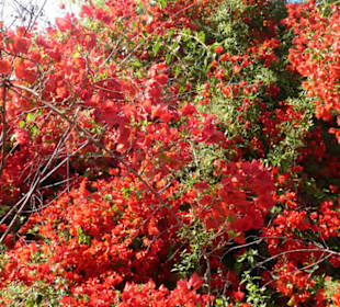 Taoro-Park – alles blüht