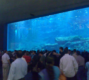 Dubai Mall Aquarium