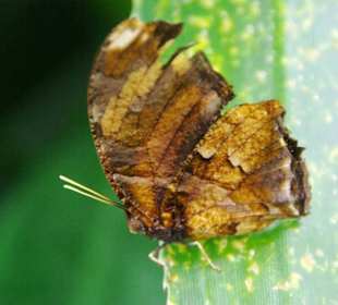 Schmetterlingshaus Falter