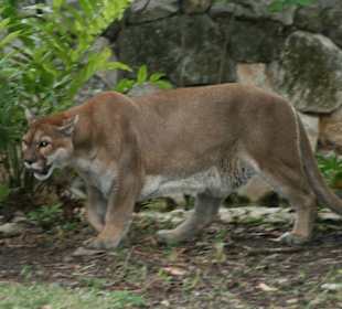 Puma
