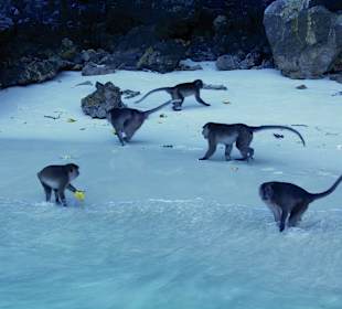 Monkey island