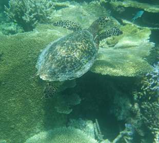 Schildkröte am Hausriff