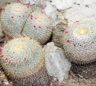 Jardin dÉxotique - Monaco