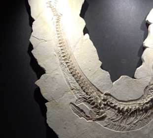 Dinosaurier Museum Altmühltal