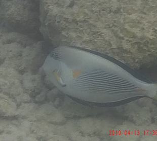 Schnorcheln Hurghada