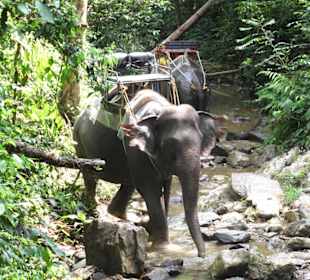 Ausflug nach Khao Sok zum Elefantenreiten