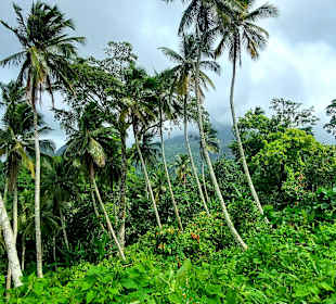 Parque Natural Obô do Príncipe