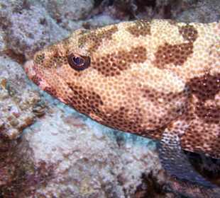 Nurkowanie w Sharm el Sheikh - podwodne życie