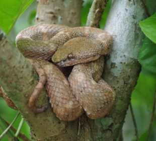 Greifschwanzlanzenotter