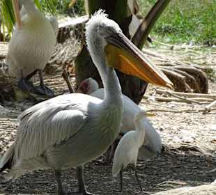 Jurong Bird Park Singapur