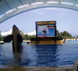 Orca