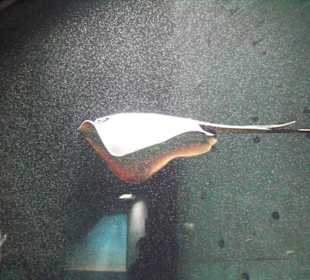 Tropenaquarium Hagenbeck