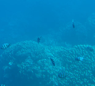 Schnorcheln Hausriff Tulip Resort Marsa Alam 