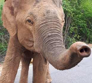 Yala Nationalpark - Elefant hautnah..
