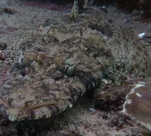 Krokodilfisch unter dem Steg am Hotel Utopia Beach Club