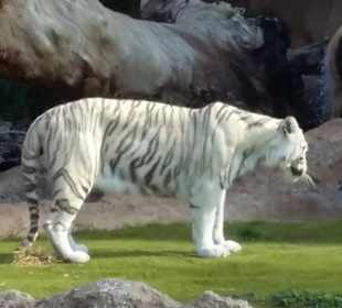Weißer Tiger