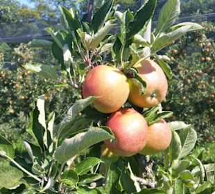 Vorbei an den Apfelplantagen