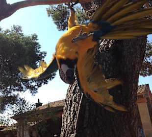 Kiko zeigt was er alles kann