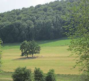 Hengstherde auf der Weide