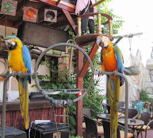 Blue Lagoon Pirate Bar