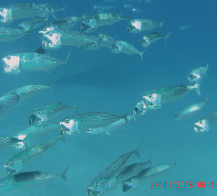 Schnorcheln Marsa Alam