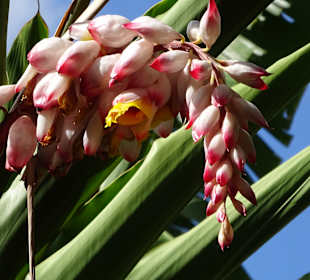 RH Tours Ausflüge Punta Cana