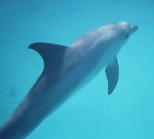 Schwimmen mit Delphinen!