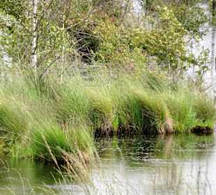 Impressionen vom Goldenstedter Moor