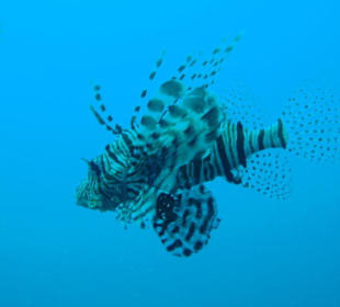 Rotfeuerfisch im Roten Meer