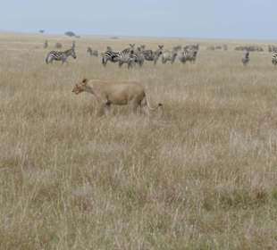 Masai Mara
