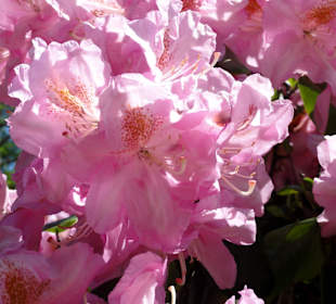 Blühende Rhododendren