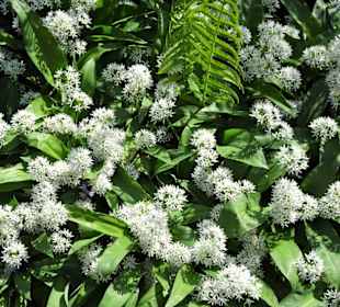 Eindrücke vom Rundgang durch den Berggarten