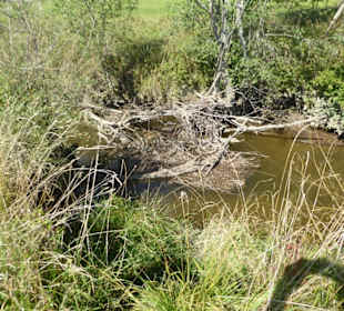 Wandern Murnau am Staffelsee