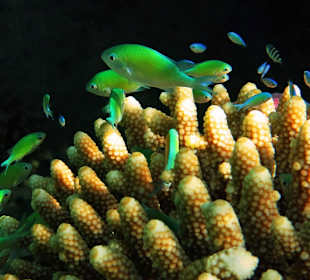 Schnorcheln am Hausriff