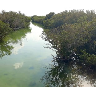 Al Thakira Mangroves