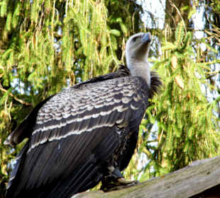 Wildparkimpressionen