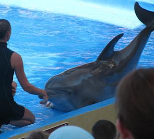 Z delfinami za pan brat