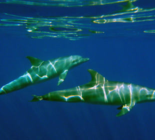 Delphine beim SimSim Ausflug