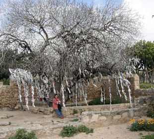 Wunschbaum vor der Grotte der Heiligen Salomoni