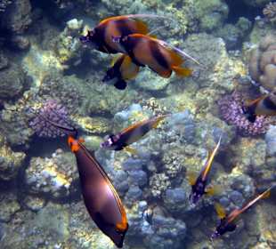 Wir kommen wieder, aber nur noch im Winter