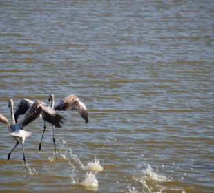Flamingos in der Saline